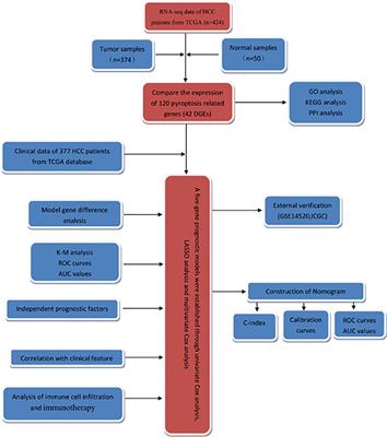 Construction and validation of a prognostic model of pyroptosis related genes in hepatocellular carcinoma